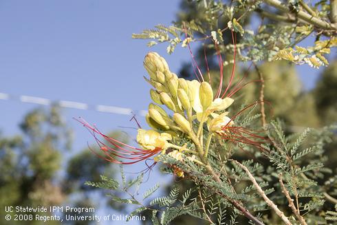 Flower of yellow bird of paradise, <I>Caesalpinia gilliesii.</I>.