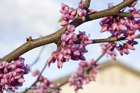 Flowers of Eastern redbud, <I>Cercis canadensis</I>, in early spring.