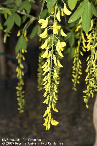 Drooping flower clusters of Golden chain tree, <I>Laburnum x watereri</I> 'Vossi'.