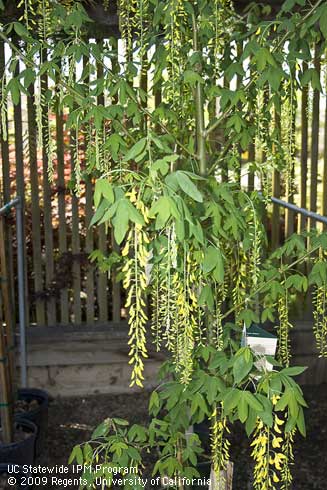 Drooping flower clusters and foliage of Golden chain tree, <I>Laburnum x watereri</I> 'Vossi'.