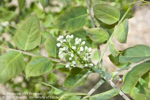 Blossoms of coffee tree, <I>Gymnocladus dioica</I>.