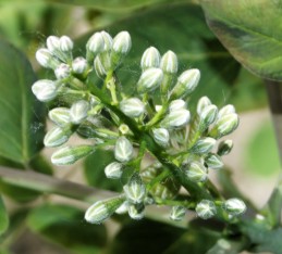 blossoms of coffee tree