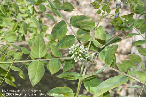 Blossoms and leaves of coffee tree, <I>Gymnocladus dioica</I>.