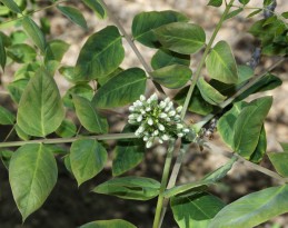 leaves and blossoms of coffee tree