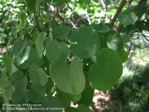 Leaves of western redbud, <I>Cercis occidentalis</I>.