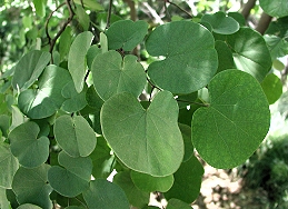 Leaves of western redbud