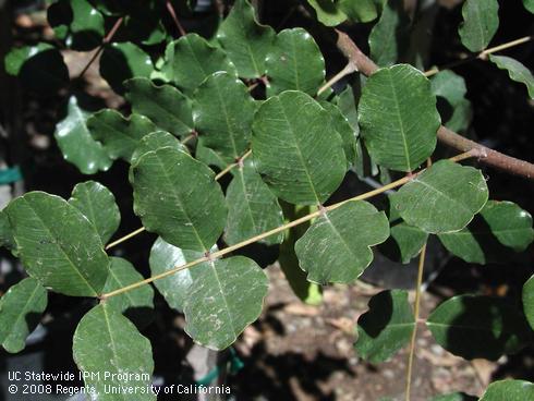 Foliage of carob tree, <I>Ceratonia siliqua</I>.