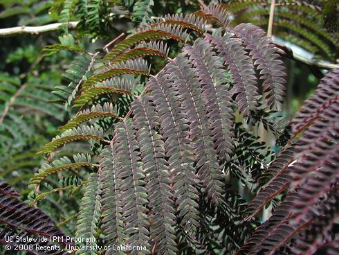 Foliage of summer chocolate mimosa, <I>Albizia julibrissin</I> 'Summer Chocolate'.