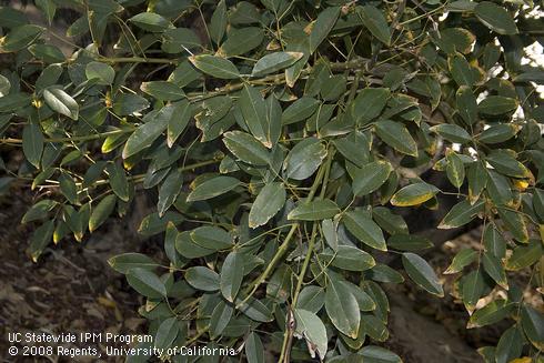 Leaves of Cockspur Coral tree, <I>Erythrina crista-galli.</I>.