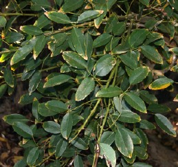 Leaves