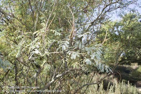 Foliage of yellow bird of paradise, <I>Caesalpinia gilliesii.</I>.