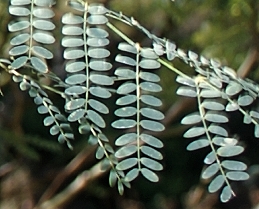 Foliage of Caesalpinia