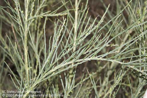 Foliage of Scotch broom, <I>Cytisus scoparius</I> 'Lord Lambourne'.