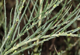 Foliage of scotch broom