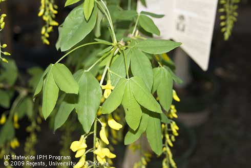 Leaves of Golden chain tree, <I>Laburnum x watereri</I> 'Vossi'.