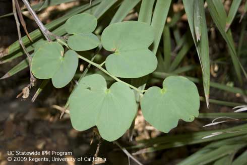 Lobed leaves of Orchid tree, <i>Bauhinia</i> sp.