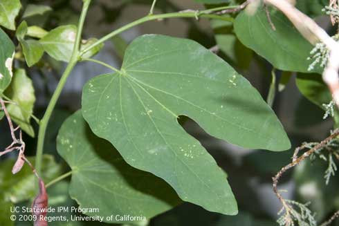 Lobed leaves of Orchid tree, <i>Bauhinia</i> sp.