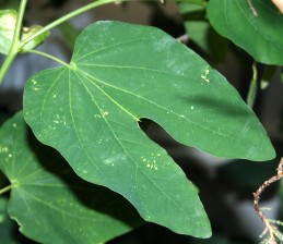 Leaves