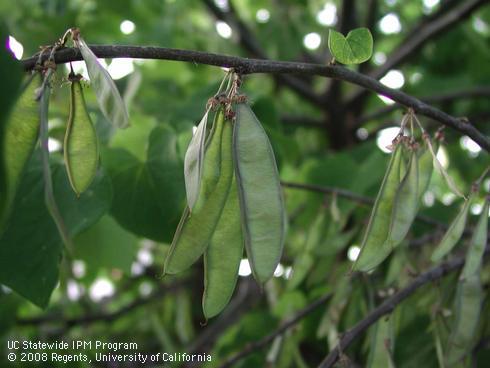 Fruit and foliage of eastern redbud, <I>Cercis canadensis</I>.