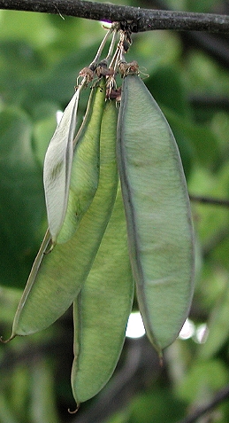 Seed pods of eastern redbud