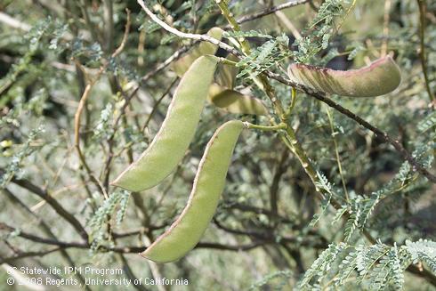 Fruit of yellow bird of paradise, <I>Caesalpinia gilliesii.</I>.