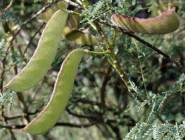 Fruit of Caesalpinia