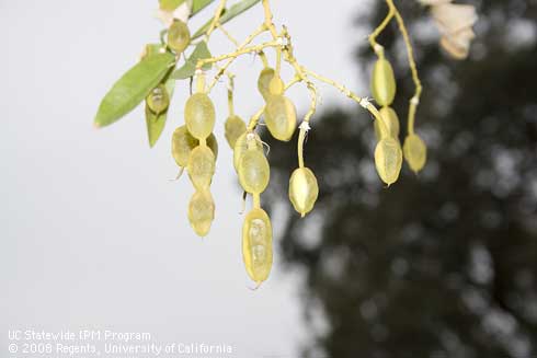 Fruit pods of Japanese Pagoda Tree, <I>Sophora japonica</I> 'Regent.'.