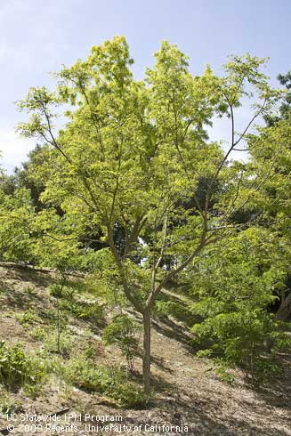 Coffee tree, <I>Gymnocladus dioica</I>.