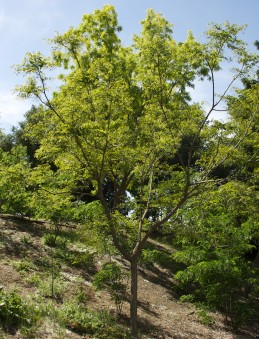 Coffee tree