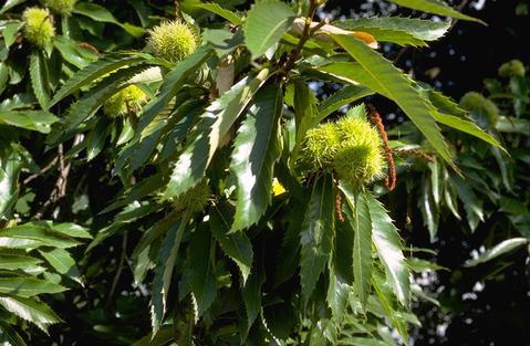 Chestnut leaves.