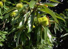 Chestnut leaves