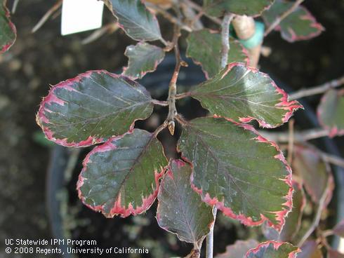 Foliage of tricolor European beech, <I>Fagus sylvatica</I> 'Tricolor'.