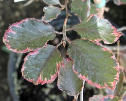 Foliage of beech