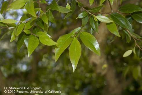 Leaves of dwarf xylosma, <i>Xylosma congestum</i> 'Dorado'.