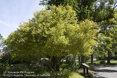 Dwarf xylosma, <i>Xylosma congestum</i> 'Dorado'.