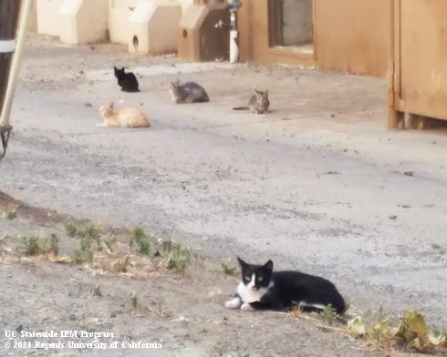 A feral cat colony in an urban alleyway.