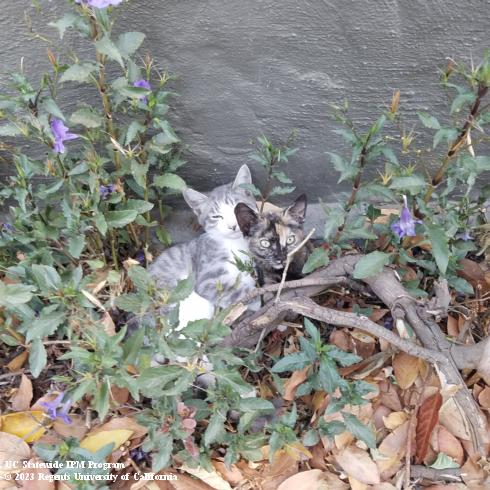 Two feral kittens in vegetation.