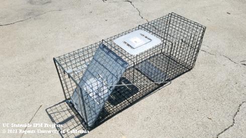 Wire mesh cage trap used to capture feral cats.