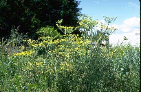 A flowering fennel plant.