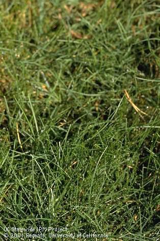 Mature creeping red fescue, <I>Festuca rubra.</I>  .