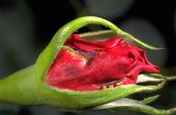 Western flower thrips petal necrosis and distortion