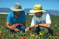 Photo of Gene Miyao and Michael Cahn monitor a tomato field