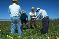 Photo of farm advisors discussing tomato problems.