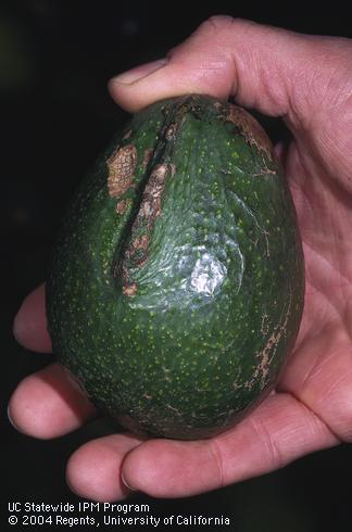 Avocado fruit with embossment or sectional chimera, a raised, dark ridge caused by genetic mutation. 