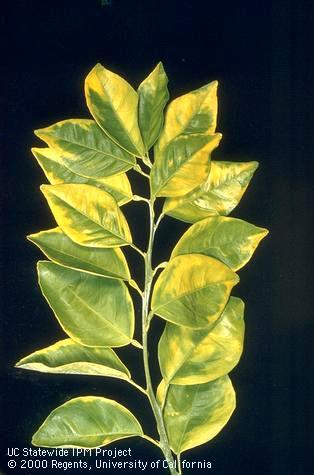 Foliage damaged by genetic disorder.