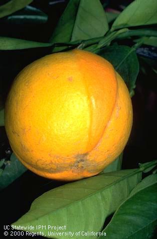 Fruit damaged by genetic disorder.