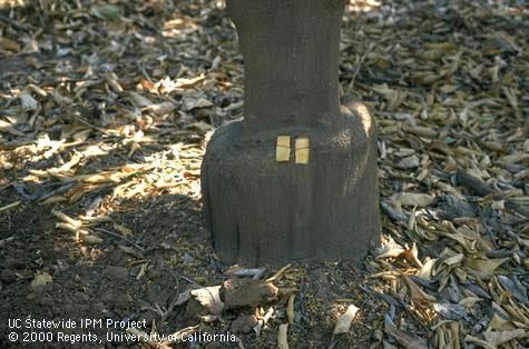 Trunk damaged by growth disorder.