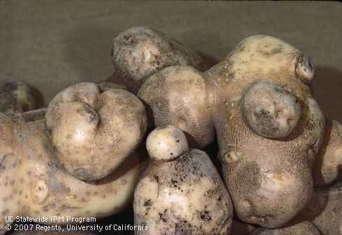 Tuber damaged by growth disorder (knobby tubers).