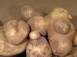 Knobby tubers developing on potato