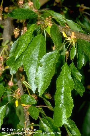 Distorted, mottled, cherry leaves with uneven edges due to a genetic disorder called crinkle leaf, or cherry crinkle.